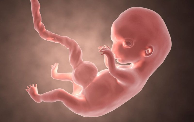 Sinh lý và tuần hoàn bào thai