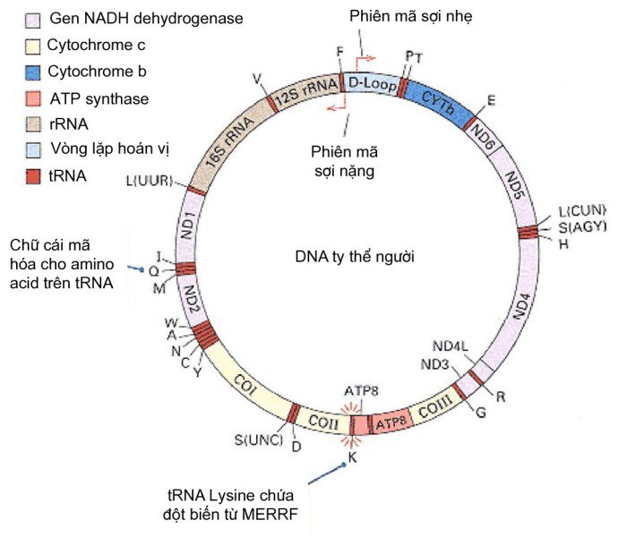 Bản đồ gene của DNA ty thể