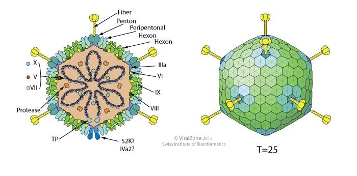 Cấu trúc Virus Adenovirus