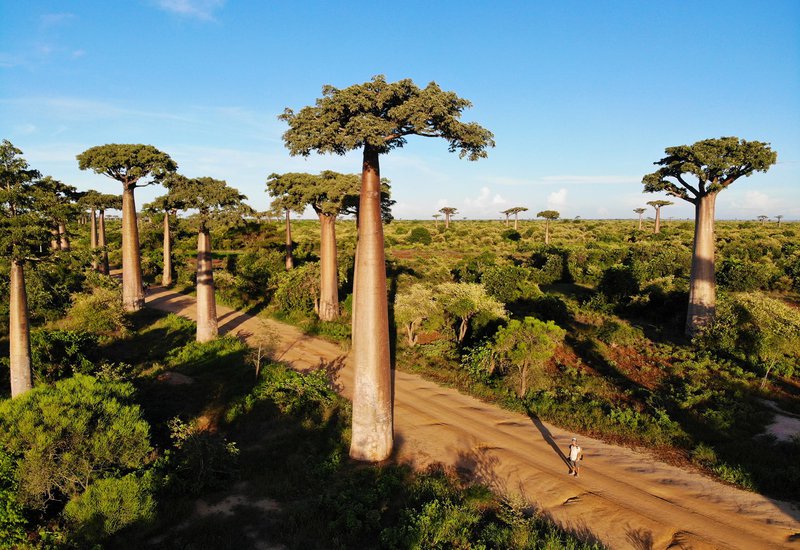 cây baobab