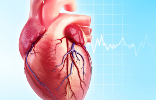 Các chức năng khác nhau của 4 van tim