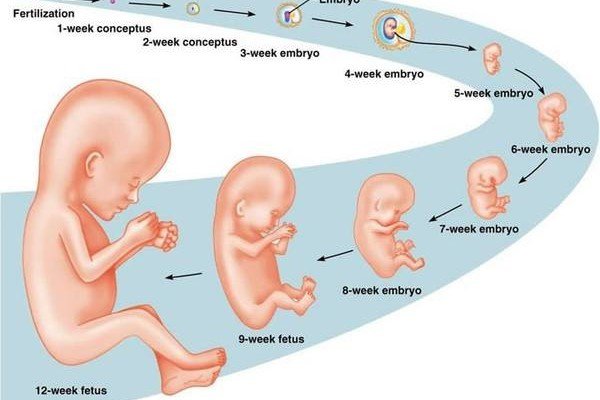 Siêu âm thai 3 tháng đầu tính tuổi thai đúng nhất