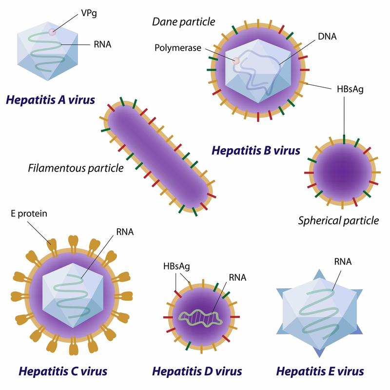 Bạn có biết sự khác nhau giữa các bệnh viêm gan virus A, B, C, D, E?