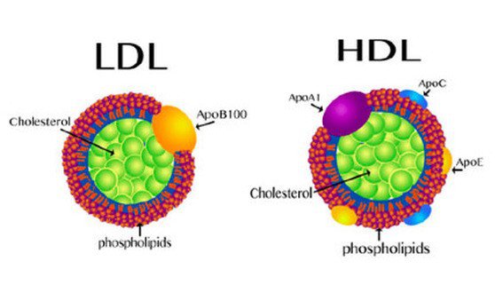 Cholesterol HDL