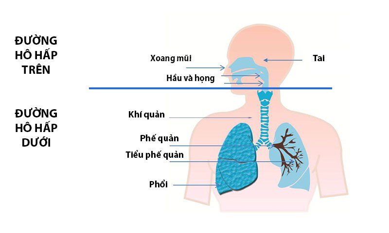 Đường hô hấp trên gồm những bộ phận nào?