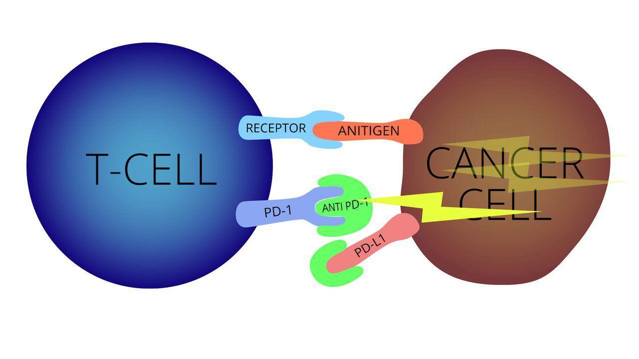 Hệ thống miễn dịch tác động tới tế bào ung thư như thế nào?