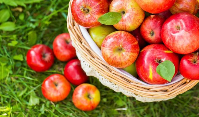 hững người ăn nhiều táo có cơ hội hạn chế nguy cơ mắc bệnh ung thư phổi lên tới 50%