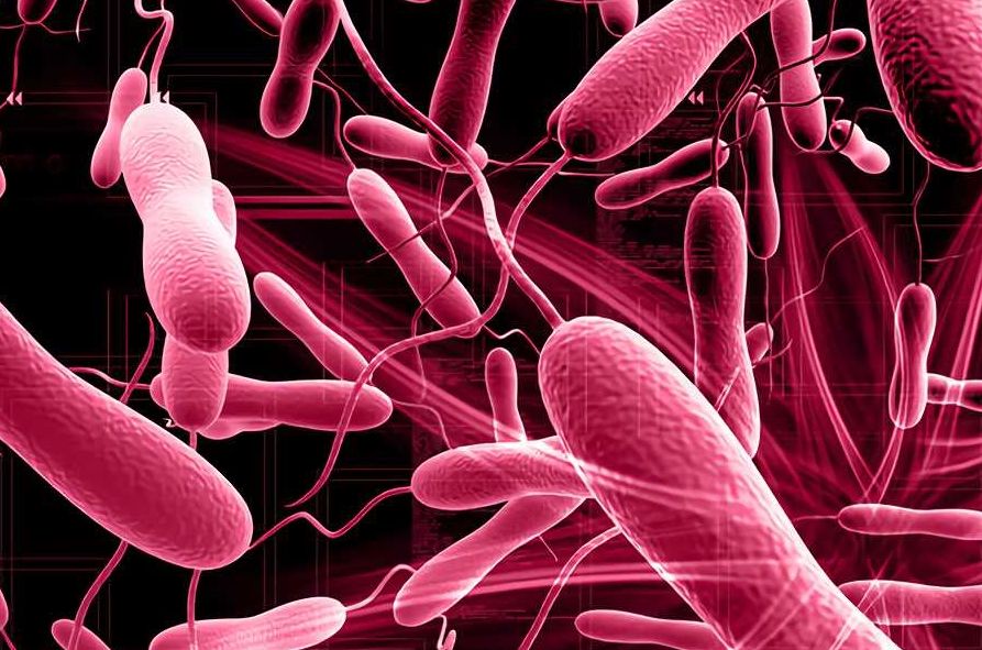 Phẩy khuẩn tả Vibrio cholerae
