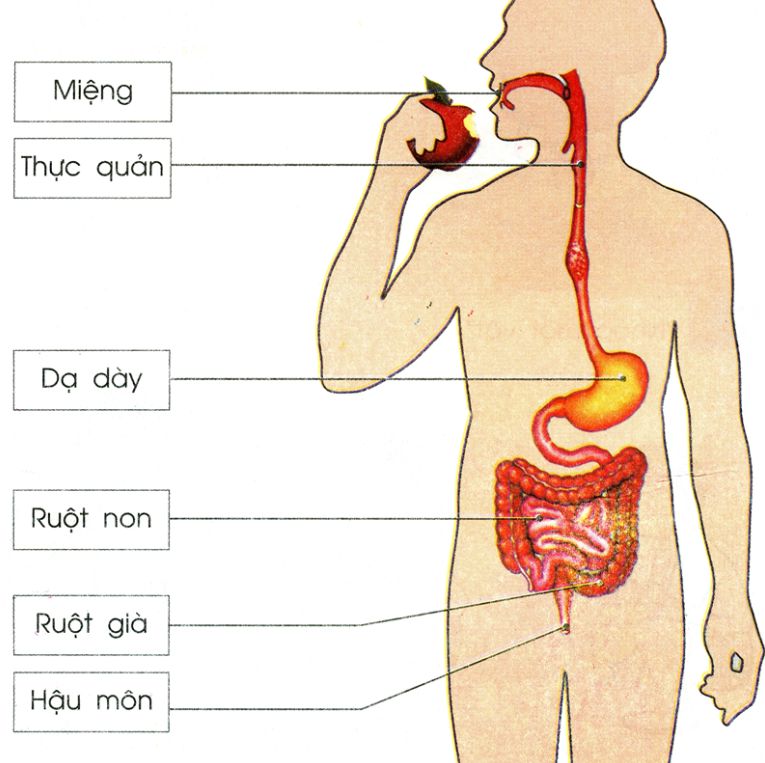 Hệ tiêu hóa