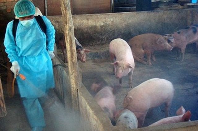 Vệ sinh chuồng trại để phòng chống dịch tả lợn Châu Phi