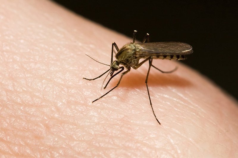 Viêm não Nhật Bản lây lan rộng qua đường muỗi đốt