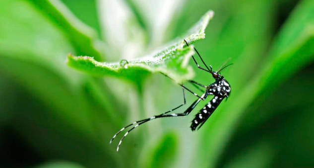 Muỗi truyền viêm não Nhật Bản