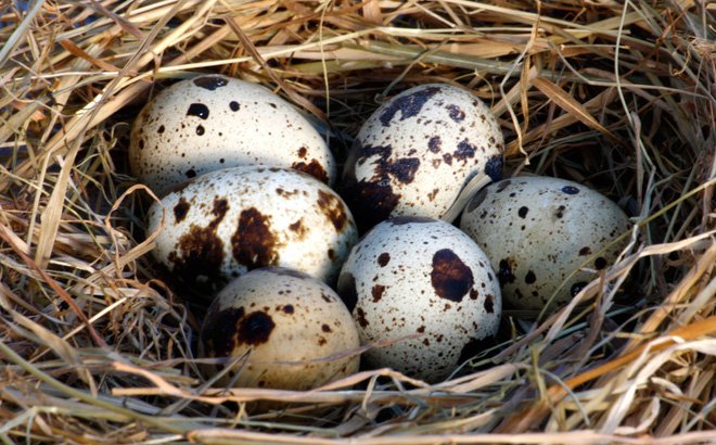 Trứng chim cút