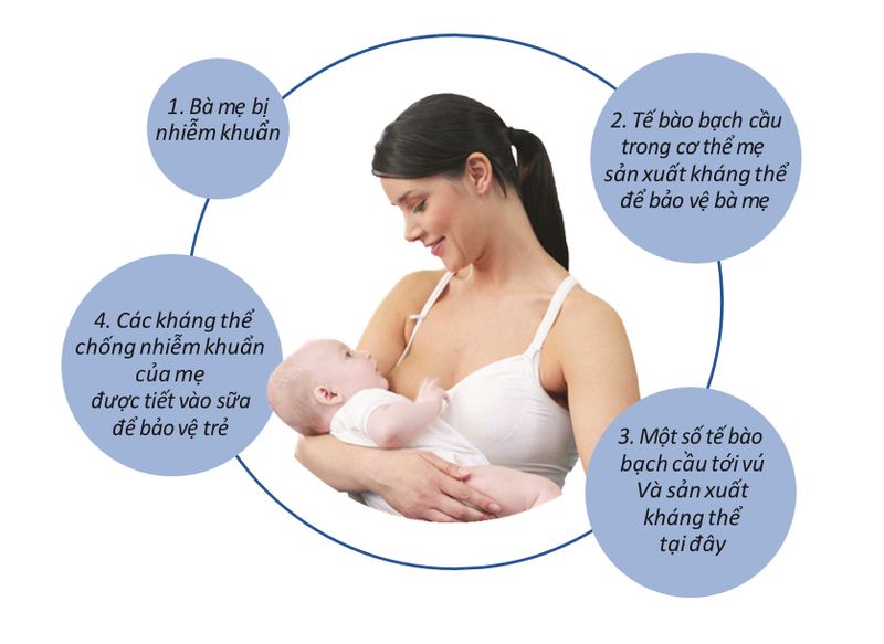 Sữa mẹ bảo vệ trẻ chống nhiễm khuẩn