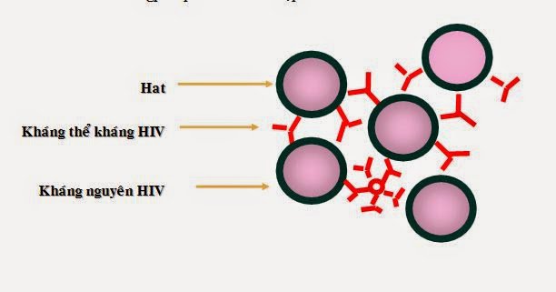 HIV dương tính là gì