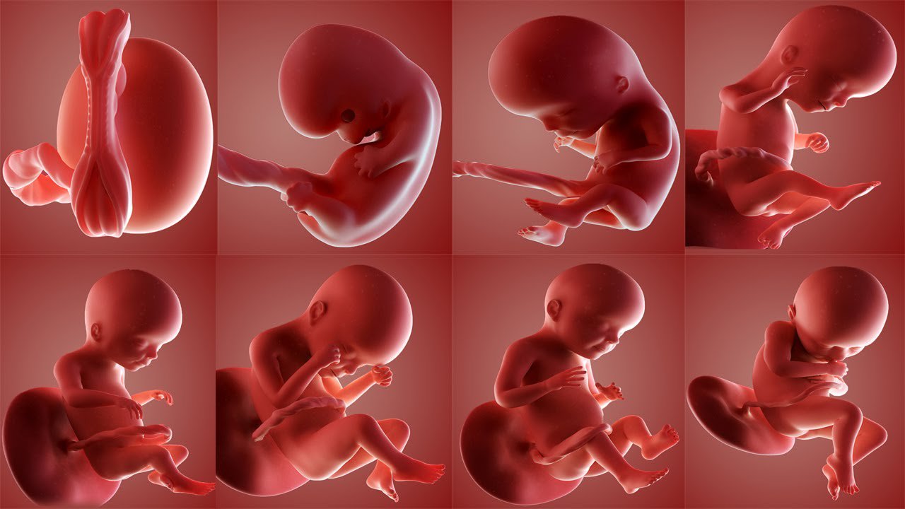 Sự phát triển của thai nhi 22 tuần tuổi