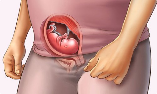 Sự phát triển của thai nhi tuần 13