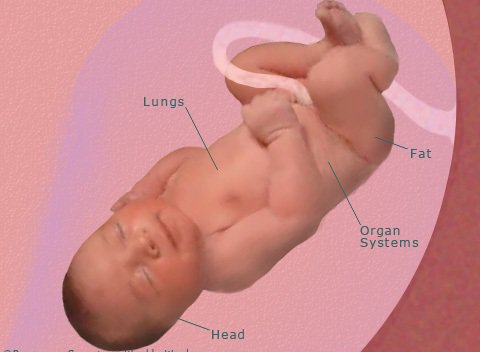 Sự phát triển của thai nhi tuần 39