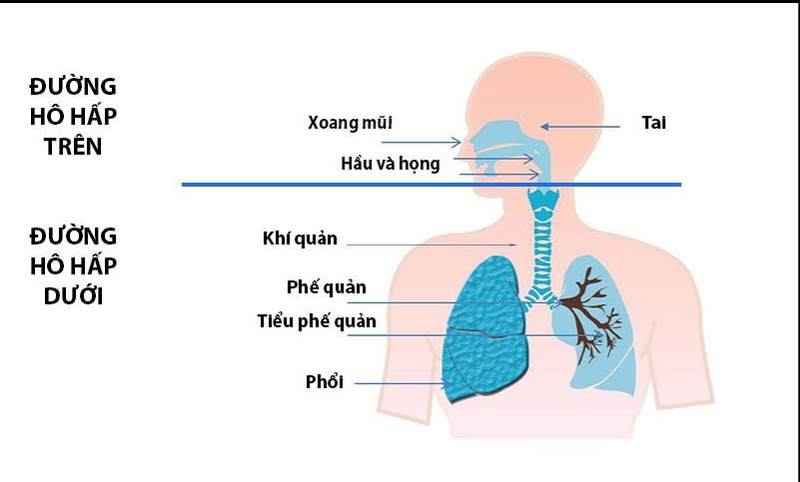 Viêm đường hô hấp trên ở trẻ sơ sinh