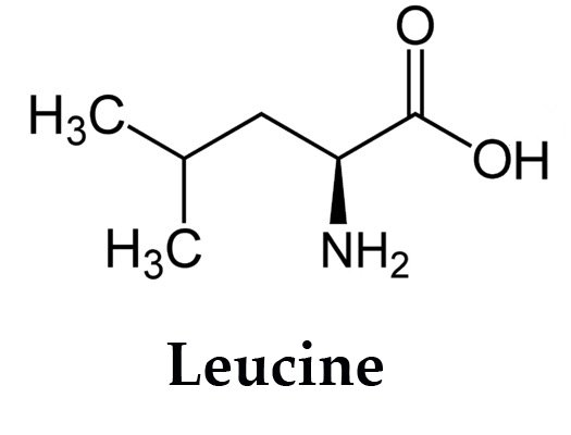 Leucine là gì