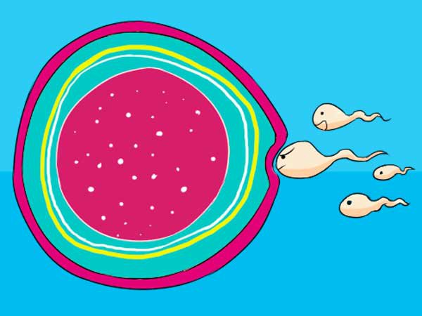 Sự hình thành và phát triển của thai nhi
