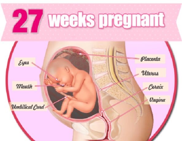 Sự hình thành và phát triển của thai nhi