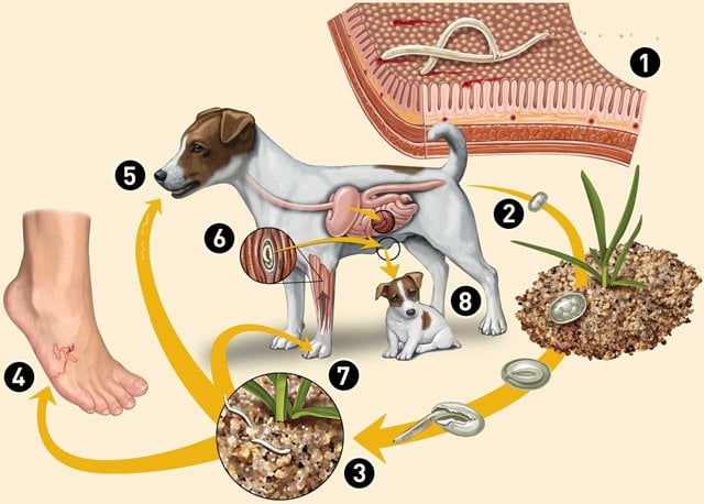 Chu trình phát triển trong cơ thể người của sán chó