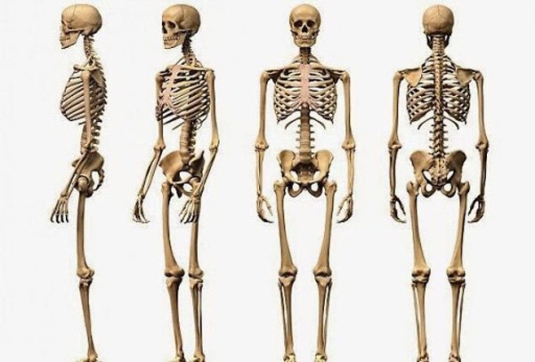 Hình ảnh giải phẫu hệ thống xương toàn thân