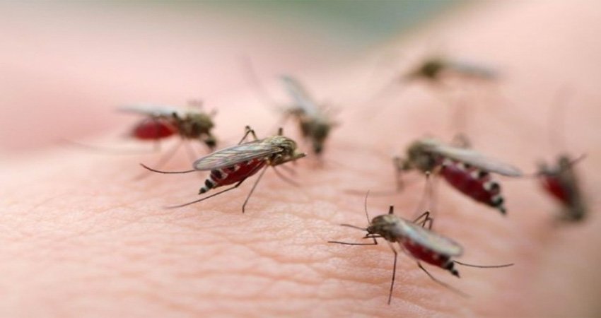 Sốt xuất huyết hoành hành: Cách diệt muỗi triệt để