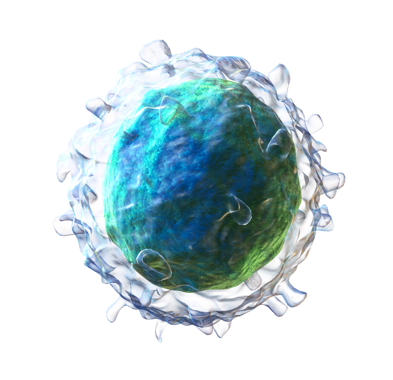 Tế bào lympho B