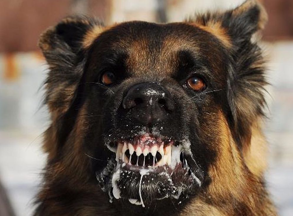 Chó dại, bệnh dại