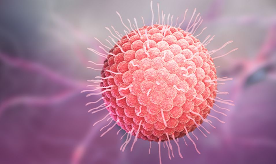 Virus Herpes zoster gây ra bệnh zona thần kinh