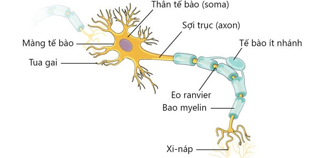 Tế bào thần kinh