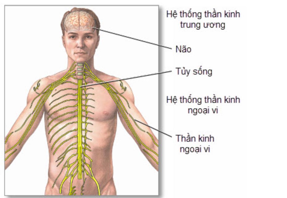 Cấu tạo và cách hệ thần kinh trung ương hoạt động