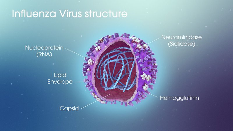 Đặc điểm cấu tạo của virus cúm