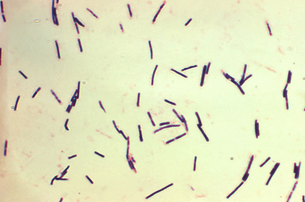 Vi khuẩn kỵ khí clostridium difficile