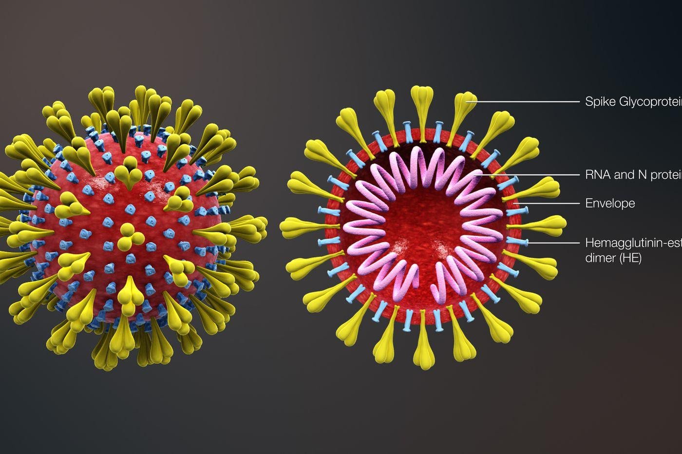 Mô hình cấu trúc vỏ capsid và sợi RNA hệ gen của coronavirus 2019