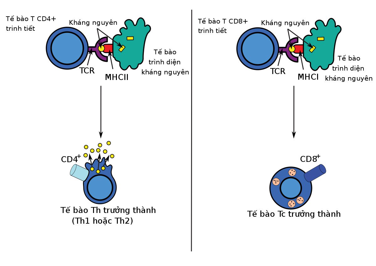 Tế bào T hỗ trợ (T CD4+):