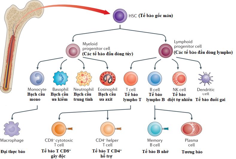 Các loại tế bào miễn dịch (Nat Rev Mater 4, 355–378 (2019)