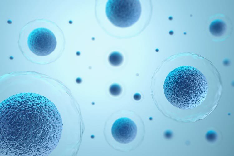 Tế bào gốc vài tiềm năng (oligopotency):