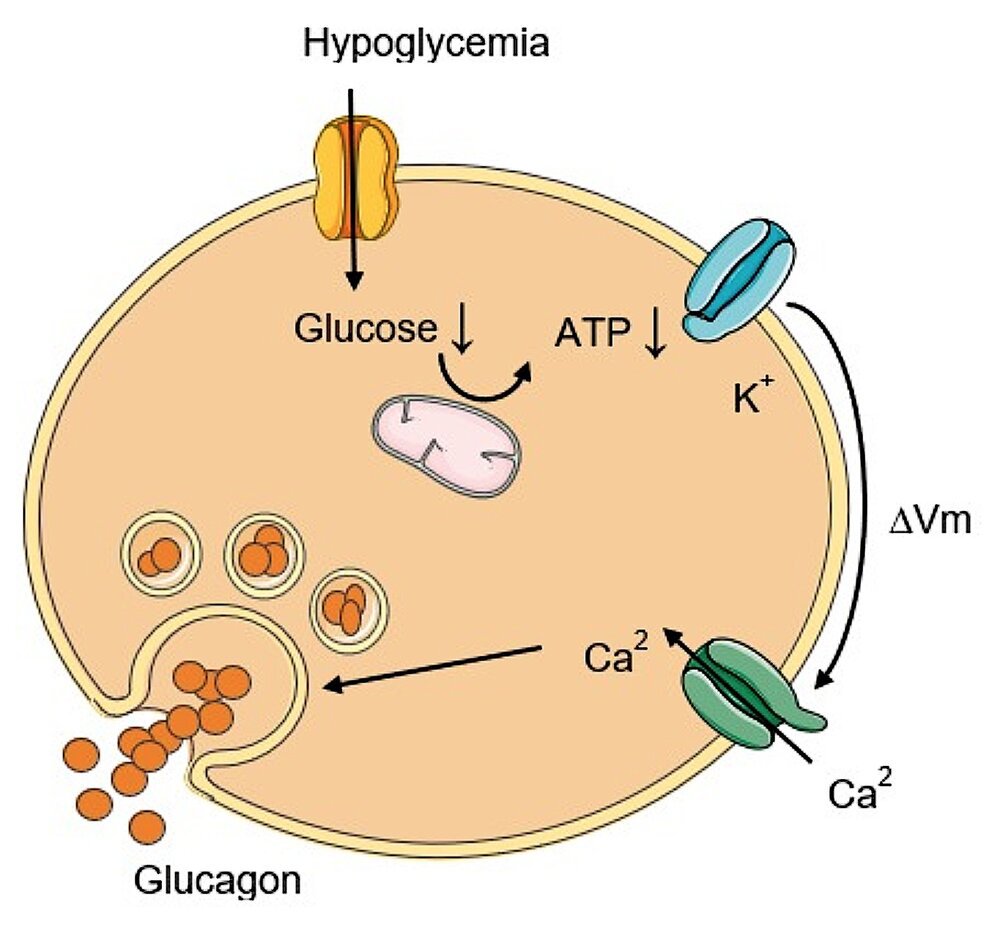Glucagon và insulin phối hợp với nhau để đạt được và duy trì mức đường huyết thích hợp.