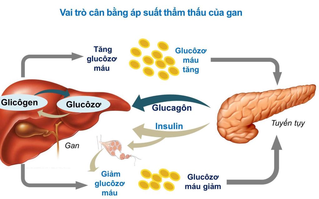 Gan glucose