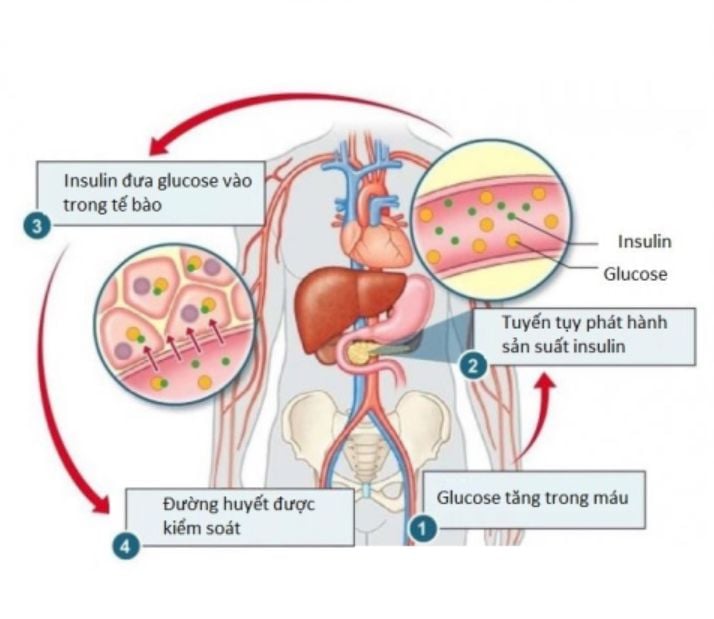 Insulin