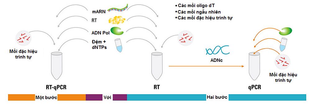 Xét nghiệm PCR