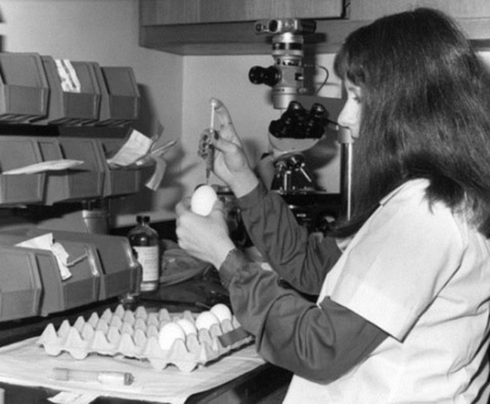Một nhân viên thí nghiệm đang tiêm virus cúm Hong Kong vào trứng gà