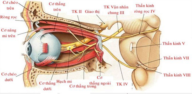 Viêm dây thần kinh thị giác thường gây ảnh hưởng một bên mắt