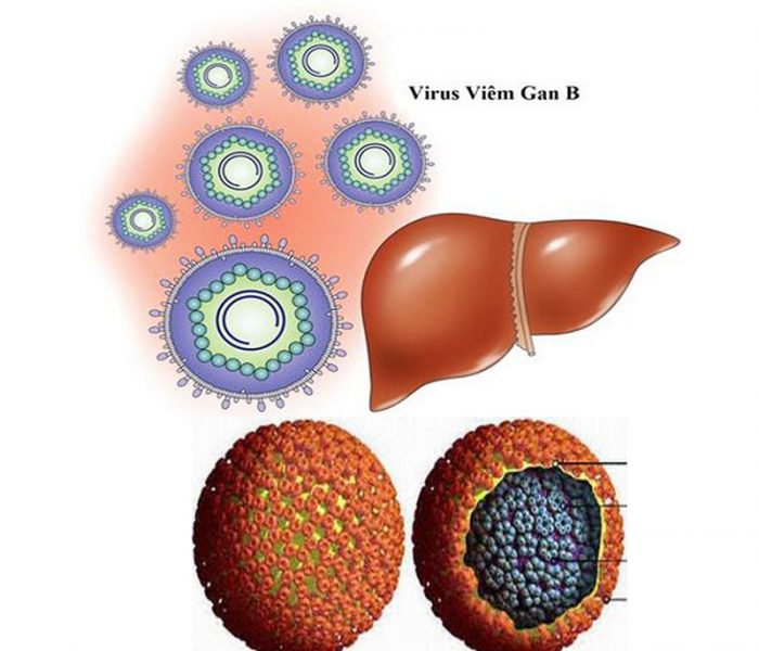 Vi-rút viêm gan B có thể lây qua nhiều con đường