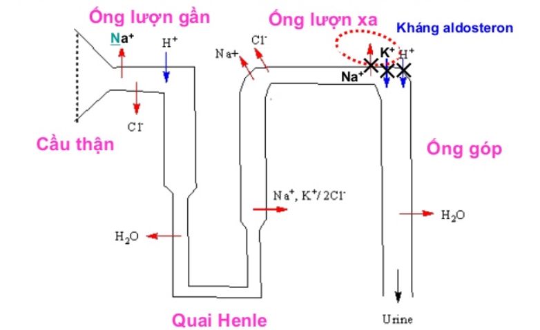 Thuốc lợi tiểu giữ kali