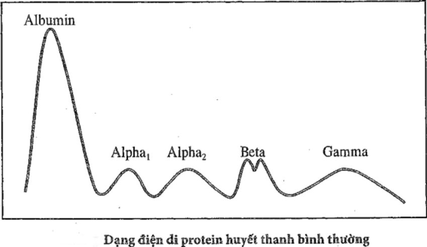 Chỉ số xét nghiệm điện di protein huyết thanh