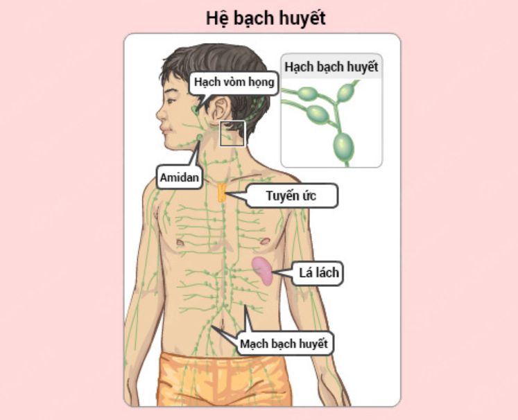 Hạch bạch huyết